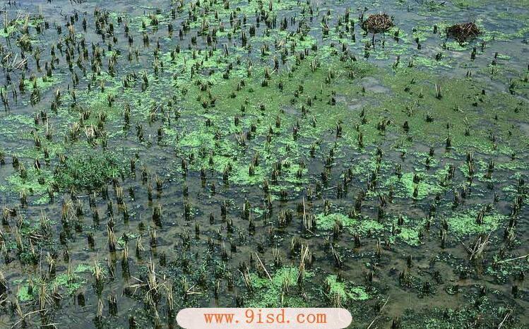 黄龙玉手链价格趋势介绍