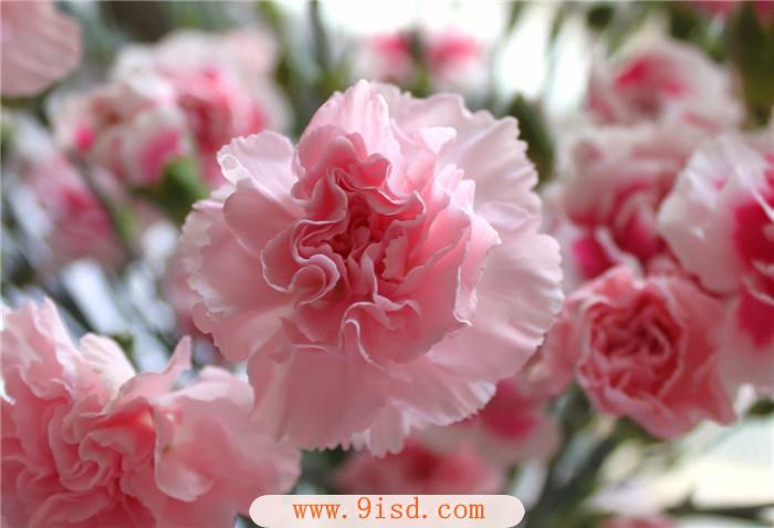 黄龙玉手链价格趋势介绍